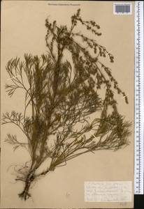 Artemisia scoparia Waldst. & Kit., Middle Asia, Northern & Central Kazakhstan (M10) (Kazakhstan)