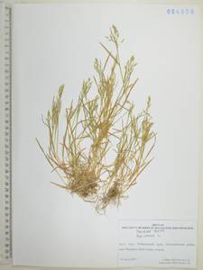 Poa annua L., Siberia, Russian Far East (S6) (Russia)