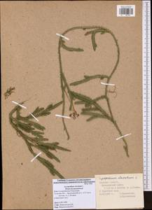 Lycopodium clavatum L., Eastern Europe, Central region (E4) (Russia)