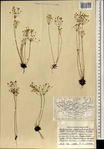 Androsace septentrionalis L., Mongolia (MONG) (Mongolia)