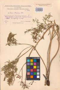 Silaum silaus (L.) Schinz & Thell., Eastern Europe, Eastern region (E10) (Russia)