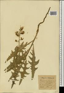 Lactuca tatarica (L.) C. A. Mey., Eastern Europe, Eastern region (E10) (Russia)