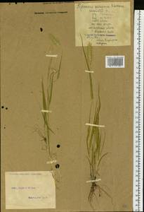 Setaria viridis (L.) P.Beauv., Siberia, Altai & Sayany Mountains (S2) (Russia)