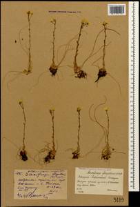 Saxifraga flagellaris, Caucasus, Krasnodar Krai & Adygea (K1a) (Russia)