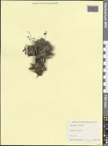 Oxytropis albana Steven, Caucasus, Dagestan (K2) (Russia)