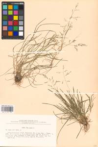 Poa annua L., Eastern Europe, South Ukrainian region (E12) (Ukraine)