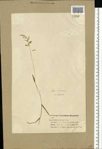 Poa annua L., Eastern Europe, Volga-Kama region (E7) (Russia)