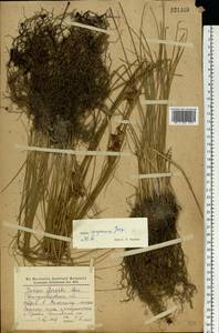 Juncus compressus Jacq., Eastern Europe, South Ukrainian region (E12) (Ukraine)