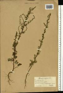 Artemisia scoparia Waldst. & Kit., Eastern Europe, Lower Volga region (E9) (Russia)