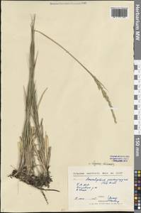 Leymus chinensis (Trin.) Tzvelev, Siberia, Baikal & Transbaikal region (S4) (Russia)