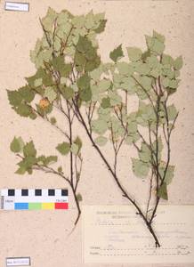 Betula pendula Roth, Siberia, Central Siberia (S3) (Russia)