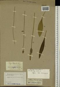 Plantago lanceolata L., Eastern Europe, South Ukrainian region (E12) (Ukraine)