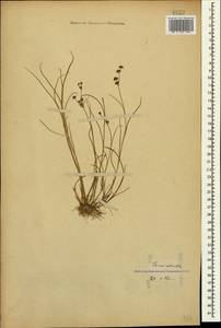 Juncus articulatus L., Caucasus, Georgia (K4) (Georgia)