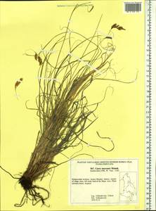 Carex pediformis var. macroura (Meinsh.) Kük., Siberia, Russian Far East (S6) (Russia)