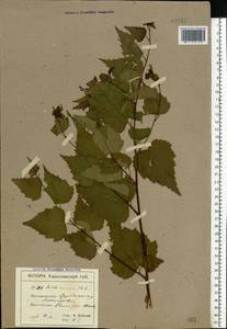 Betula pendula Roth, Eastern Europe, North Ukrainian region (E11) (Ukraine)