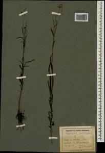 Hieracium umbellatum L., Eastern Europe, North Ukrainian region (E11) (Ukraine)