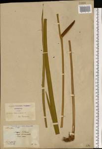 Acorus calamus L., Eastern Europe, North Ukrainian region (E11) (Ukraine)