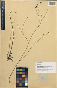 Glossocardia bidens (Retz.) Veldk., South Asia, South Asia (Asia outside ex-Soviet states and Mongolia) (ASIA) (Philippines)