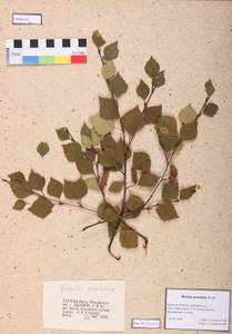 Betula pendula Roth, Siberia, Baikal & Transbaikal region (S4) (Russia)
