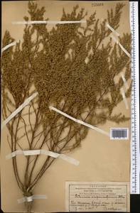 Artemisia scoparia Waldst. & Kit., Middle Asia, Western Tian Shan & Karatau (M3) (Kazakhstan)