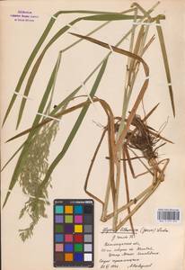 Glyceria lithuanica (Gorski) Gorski, Eastern Europe, North-Western region (E2) (Russia)