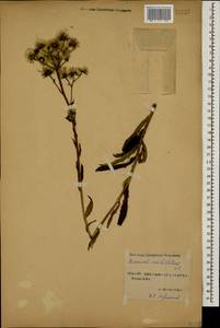 Hieracium umbellatum L., Caucasus, Stavropol Krai, Karachay-Cherkessia & Kabardino-Balkaria (K1b) (Russia)
