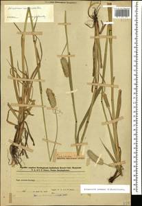 Alopecurus arundinaceus Poir., Caucasus, Azerbaijan (K6) (Azerbaijan)