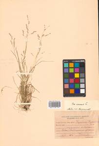 Poa annua L., Siberia, Russian Far East (S6) (Russia)