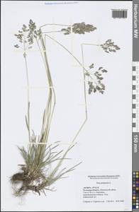 Poa pratensis L., Eastern Europe, Central region (E4) (Russia)