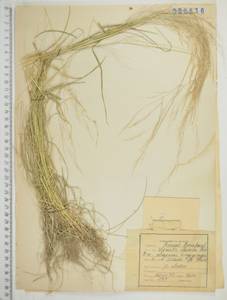 Agrostis clavata Trin., Siberia, Russian Far East (S6) (Russia)