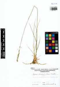 Leymus chinensis (Trin.) Tzvelev, Siberia, Baikal & Transbaikal region (S4) (Russia)