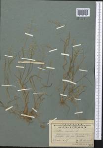 Poa annua L., Middle Asia, Pamir & Pamiro-Alai (M2) (Tajikistan)