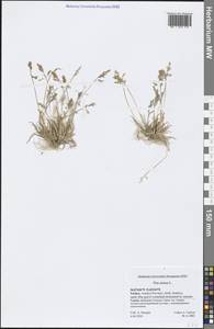 Poa annua L., South Asia, South Asia (Asia outside ex-Soviet states and Mongolia) (ASIA) (Turkey)