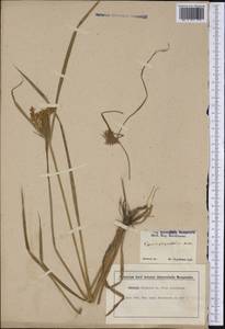 Cyperus esculentus L., America (AMER) (United States)