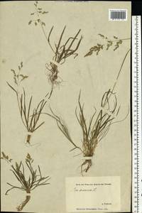 Poa annua L., Eastern Europe, Estonia (E2c) (Estonia)