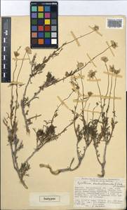 Richteria brachanthemoides (Kamelin & Lazkov) Sennikov, Middle Asia, Western Tian Shan & Karatau (M3) (Kyrgyzstan)