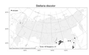 Stellaria discolor Turcz., Atlas of the Russian Flora (FLORUS) (Russia)