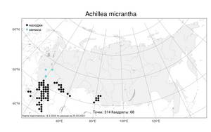 Achillea micrantha Willd., Atlas of the Russian Flora (FLORUS) (Russia)