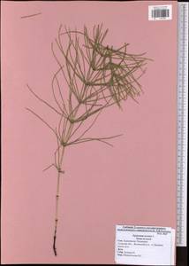 Equisetum arvense L., Eastern Europe, Central region (E4) (Russia)