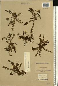 Taraxacum officinale Weber ex F. H. Wigg., Eastern Europe, South Ukrainian region (E12) (Ukraine)