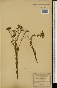 Crepis tectorum L., Eastern Europe, North Ukrainian region (E11) (Ukraine)