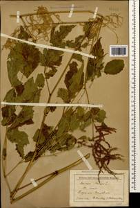 Aruncus dioicus var. kamtschaticus (Maxim.) Hara, Caucasus, Stavropol Krai, Karachay-Cherkessia & Kabardino-Balkaria (K1b) (Russia)