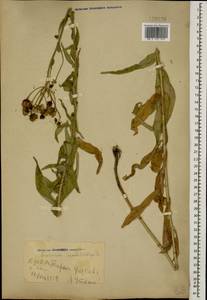 Hieracium umbellatum L., Caucasus, Georgia (K4) (Georgia)