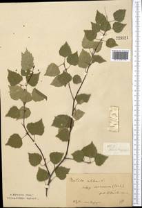 Betula pendula Roth, Middle Asia, Northern & Central Kazakhstan (M10) (Kazakhstan)