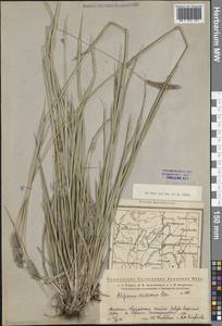 Alopecurus arundinaceus Poir., Eastern Europe, Eastern region (E10) (Russia)