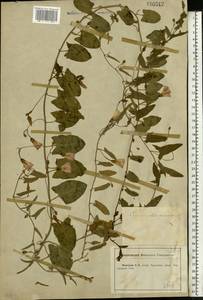 Convolvulus arvensis L., Eastern Europe, Central forest-and-steppe region (E6) (Russia)