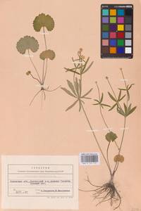 Ranunculus cassubicus L., Eastern Europe, West Ukrainian region (E13) (Ukraine)