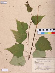 Betula pendula Roth, Siberia, Central Siberia (S3) (Russia)