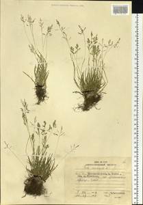 Poa annua L., Siberia, Russian Far East (S6) (Russia)