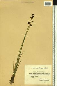 Juncus castaneus subsp. triceps (Rostk.) V. Novik., Siberia, Yakutia (S5) (Russia)
